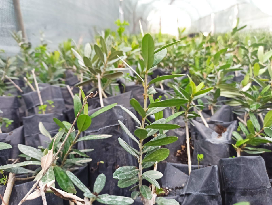Our University is Preserving the Olive Genetic Resources of Kilis